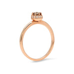 Princess Rose image 1